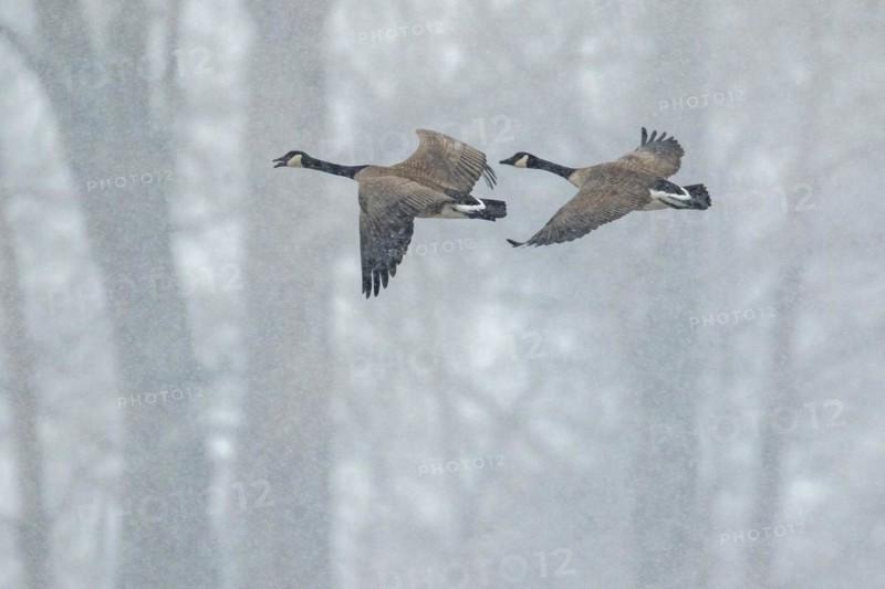Canada geese (branta canadensis), pair flying over a frozen marsh, Lac Saint-Pierre biosphere reserve, province of Quebec, Canada, North America