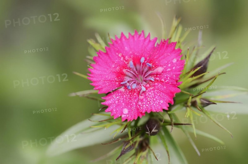 Bearded carnation or garden sweet william (Dianthus barbatus), flower, ornamental plant, North Rhine-Westphalia, Germany, Europe