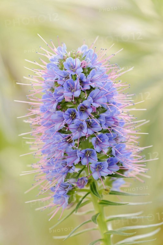 Magnificent viper's bugloss (Echium nervosum, Echium fastuosum), inflorescence, native to Madeira, ornamental plant, North Rhine-Westphalia, Germany, Europe