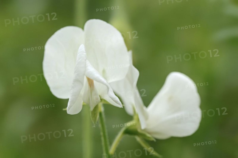 Sweet pea 'White Supreme' (Lathyrus odoratus), flower, ornamental plant, North Rhine-Westphalia, Germany, Europe