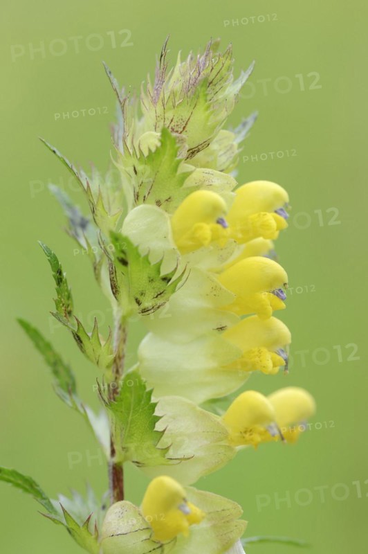 Greater yellow-rattle (Rhinanthus angustifolius), flowers, North Rhine-Westphalia, Germany, Europe