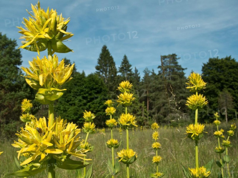 Yellow gentian, Gentiana lutea, Ursental, Tuttlingen, Baden-Wuerttemberg, Germany, Europe