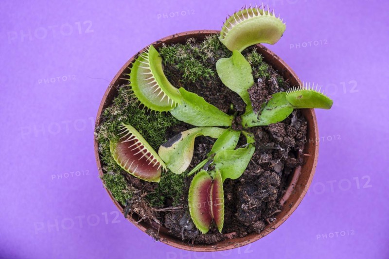 Carnivorous plant, Dionaea muscipula, Mallorca, Balearic Islands, Spain, Europe