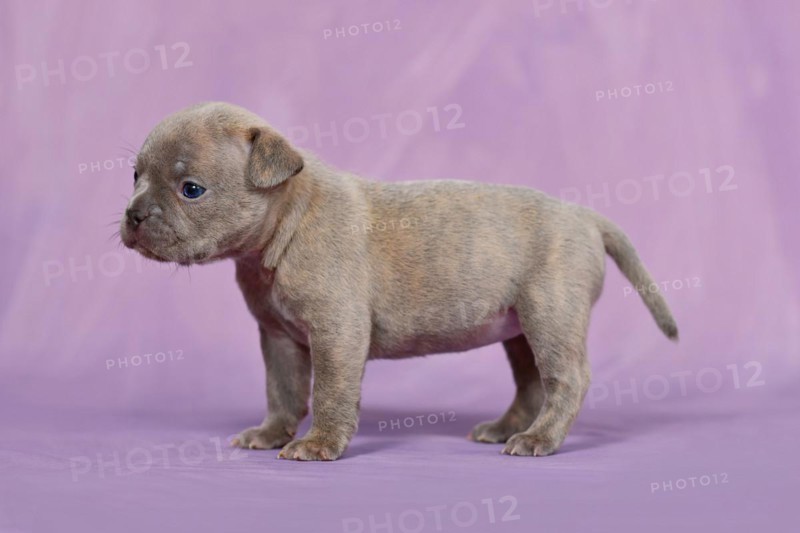 Four weeks purebred young Lilac Brindle French Bulldog puppy with healthy long nose and tail