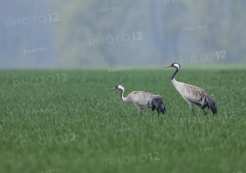 Crane (Grus grus), two adult birds foraging in a cereal field, Lower Saxony, Germany, Europe