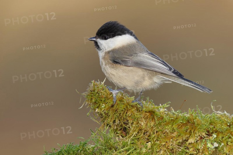Willow Tit (Parus montanus) sitting on a tree root covered with moss, Wilnsdorf, North Rhine-Westphalia, Germany, Europe