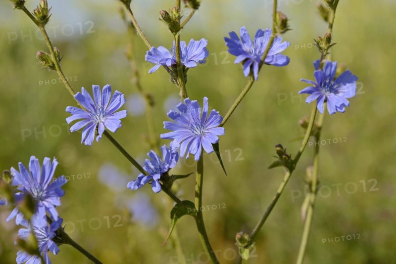 Common chicory (Cichorium intybus), inflorescence, North Rhine-Westphalia, Germany, Europe