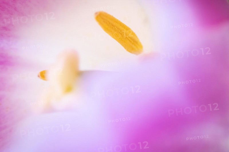 Stamens in a tulip calyx, pink tulip (Tulipa), Stuttgart, Baden-Wuerttemberg, Germany, Europe