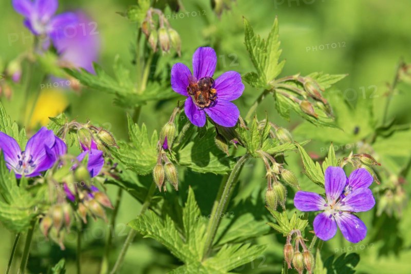 Pollinating bumblebee on a Wood cranesbill (Geranium sylvaticum) flower a summer day