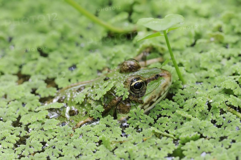 Lake frog (Pelophylax ridibundus, Rana ridibunda), North Rhine-Westphalia, Germany, Europe