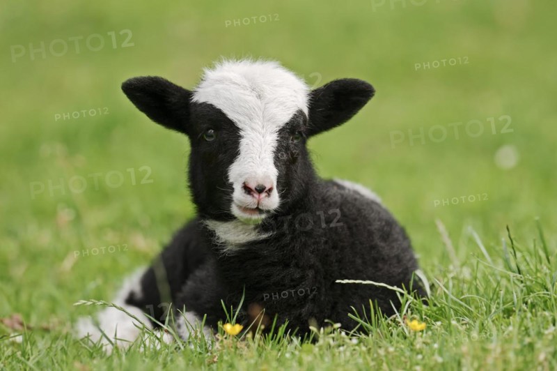 Jacob sheep (Ovis ammon f. aries), lamb, Lower Saxony Germany