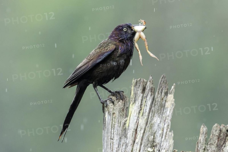 Common grackle (Quiscalus quiscula) bringing a frog to the nest to feed the babies. La Mauricie national park, province of Quebec, Canada, North America