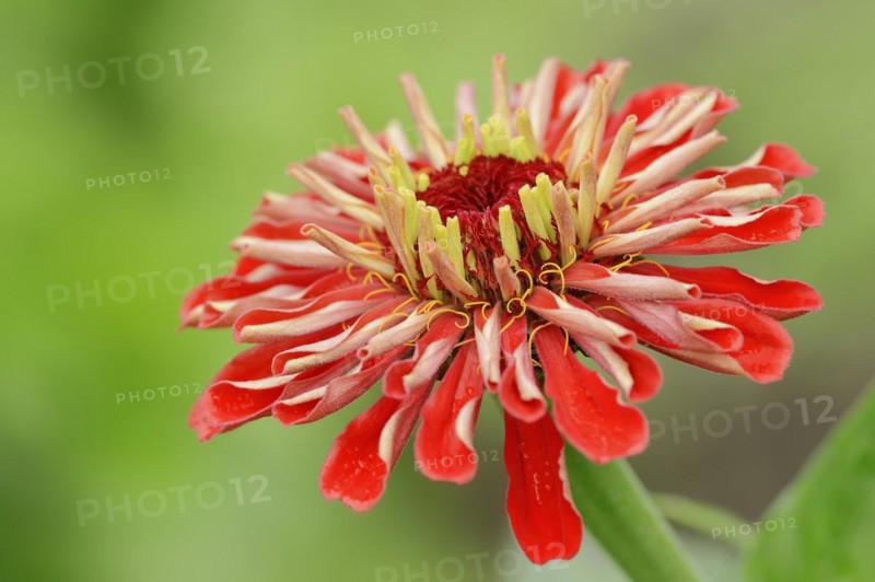 Zinnia (Zinnia elegans, Zinnia violacea), flower, ornamental plant, North Rhine-Westphalia, Germany, Europe