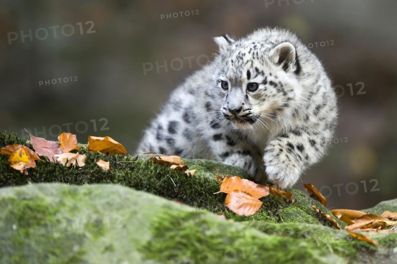 A snow leopard young chewing on a leaf while sitting on a moss-covered rock, Snow leopard, (Uncia uncia), young
