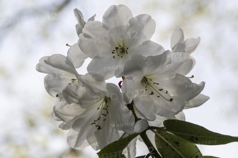 Rhododendron blossom (Rhododendron, hybrid Soulkew), Emsland, Lower Saxony, Germany, Europe