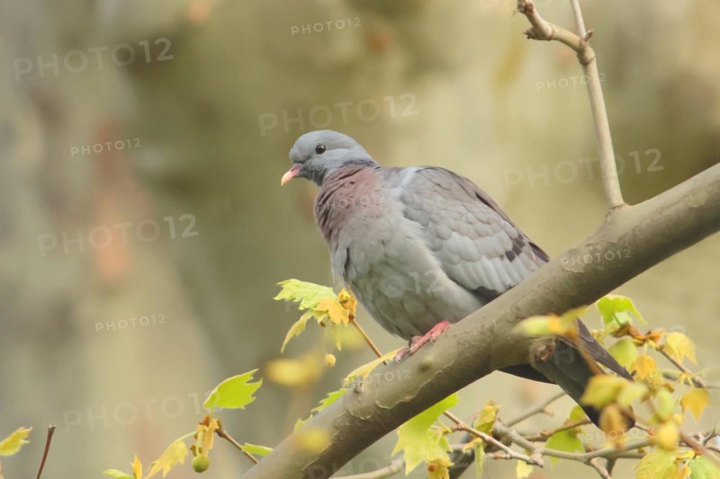 Stock Dove (Columba oenas) sitting on a branch, Rosensteinpark, Stuttgart, Baden-Wuerttemberg, Germany, Europe