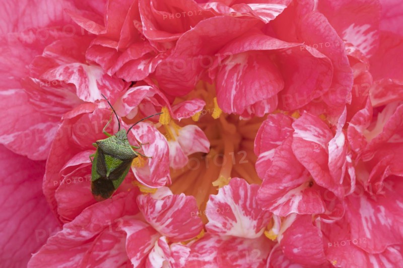 Hawthorn shieldbug (Acanthosoma haemorrhoidale) adult on a garden Camellia flower in spring, England, United Kingdom, Europe