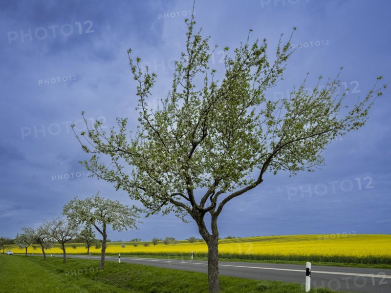 Flowering apple trees along a road, avenue, rape field, field with rape (Brassica napus), Cremlingen, Lower Saxony, Germany, Europe