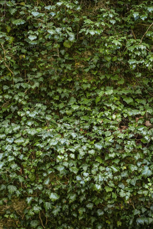 Ivy climbing wildly up a tree, natural background