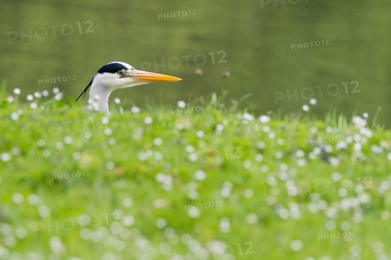 Grey heron (Ardea cinerea) peeping out between grass and white flowers, animal portrait, Hesse, Germany, Europe