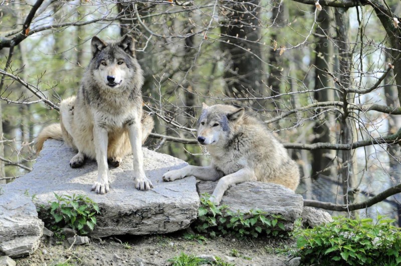 Mackenzie valley wolf (Canis lupus occidentalis), Captive, Germany, Europe, One wolf sitting and another lying on a rock, both looking attentively, Tierpark, Baden-Wuerttemberg, Europe