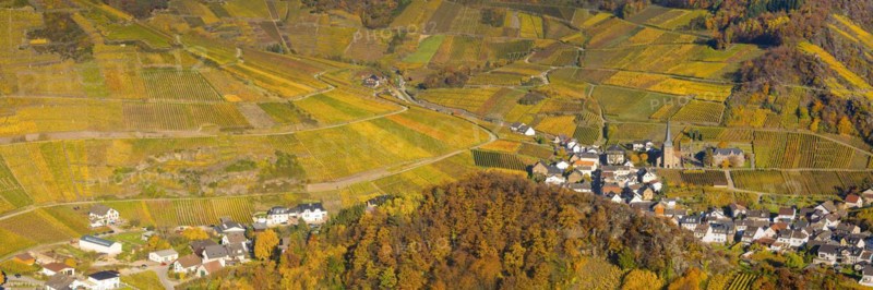 Vineyards in autumn, Mayschoss with parish church, red wine growing region Ahrtal, red wine of the Pinot Noir and Portugieser grape is grown here, Eifel, Rhineland-Palatinate, Germany, Europe