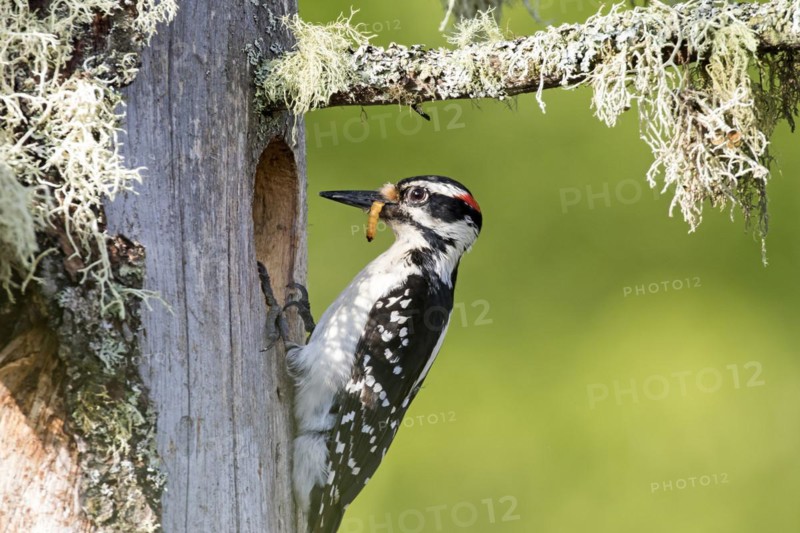 Hairy woodpecker (Leuconotopicus villosus), female bringing a caterpillar to feed the babies, La Mauricie national park, province of Quebec, Canada, North America