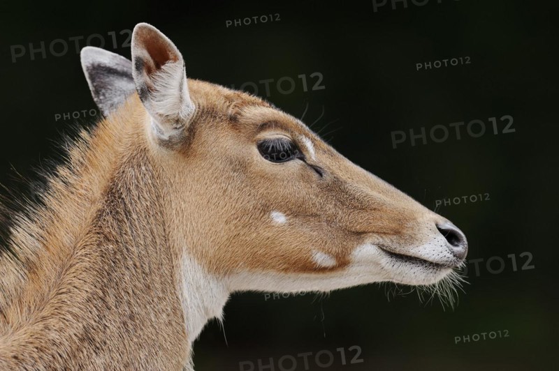 Nilgai (Boselaphus tragocamelus), female, portrait, captive, occurrence in Asia