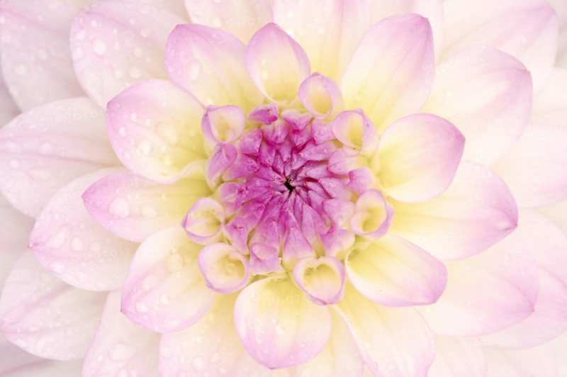 Decorative dahlia 'El Paso' (Dahlia Hybride), detail of the flower, ornamental plant, North Rhine-Westphalia, Germany, Europe