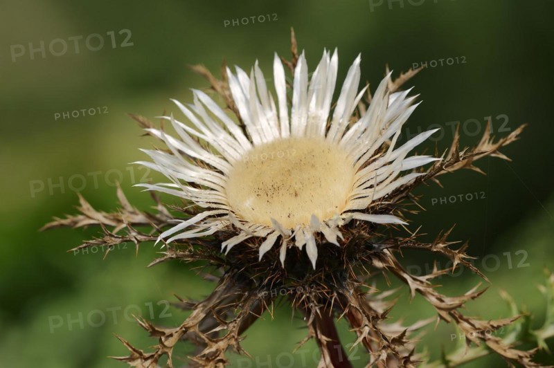 Silver thistle (Carlina acaulis ssp. simplex), flower, North Rhine-Westphalia, Germany, Europe