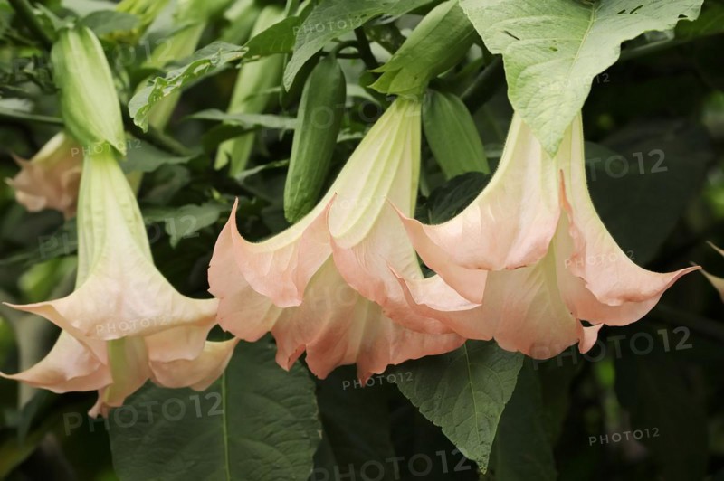 Angel's trumpet (Brugmansia suaveolens), flowers, native to South America, ornamental plant, North Rhine-Westphalia, Germany, Europe