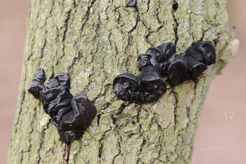 Warty glandular or warty black glandular (Exidia nigricans, Exidia plana), North Rhine-Westphalia, Germany, Europe