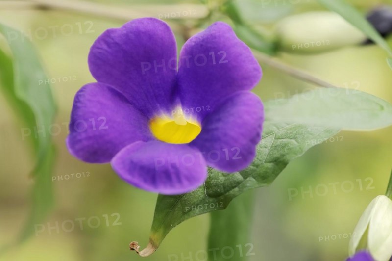 Bush clockvine (Thunbergia erecta), flower, native to Africa, ornamental plant, North Rhine-Westphalia, Germany, Europe