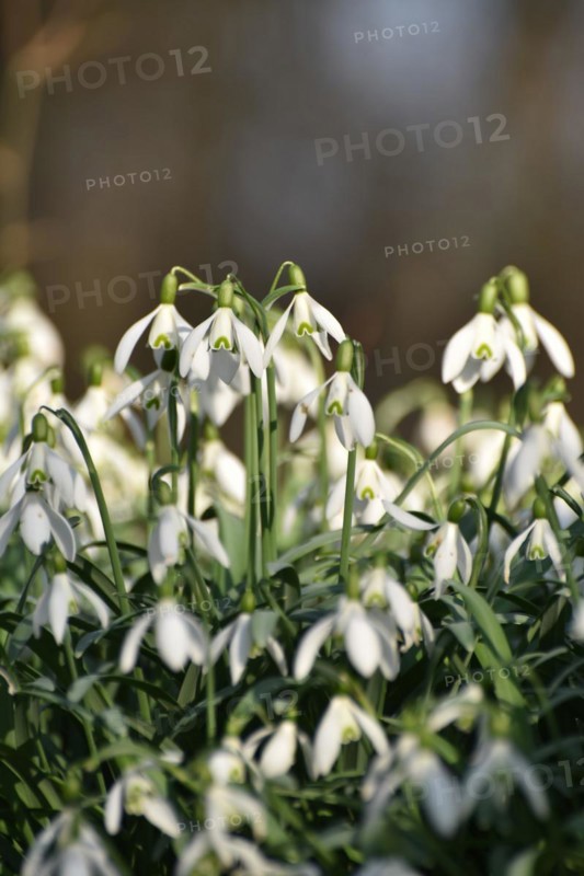 Snowdrops in late winter in the Hunsrueck near Niederwoerresbach, Rhineland-Palatinate, Germany, Europe