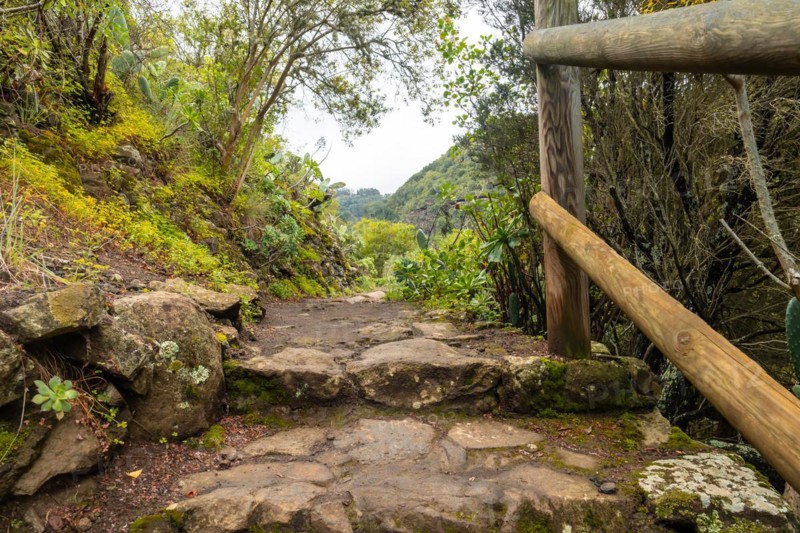 Beautiful walking path in the Laurisilva forest of Los tilos de Moya, Gran Canaria