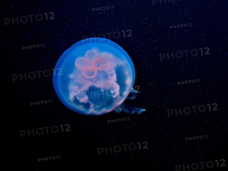 Common jellyfish (Aurelia aurita), dive site Amber Jack, Destin, Panhandle, Gulf of Mexico, Florida, USA, North America
