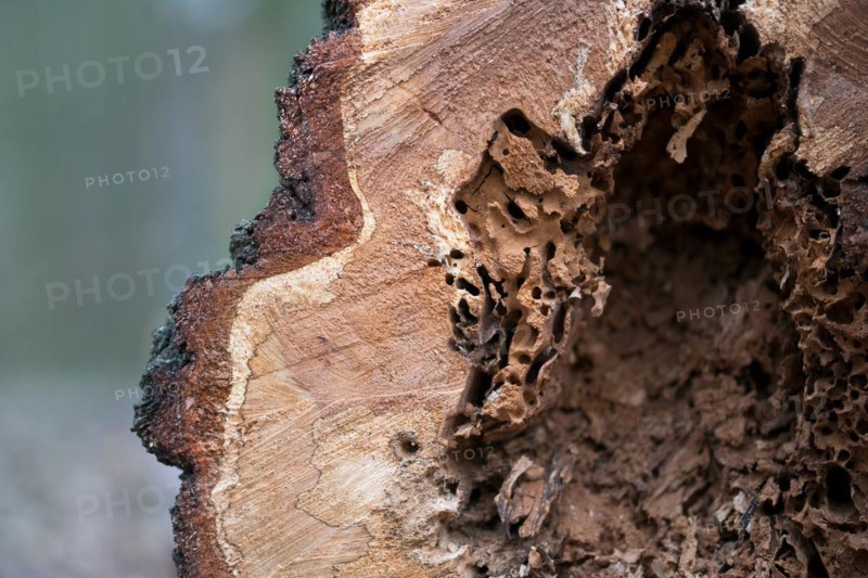 Deadwood structure Cave in deciduous forest, close-up with clearly visible feeding marks, important habitat for insects and birds, North Rhine-Westphalia, Germany, Europe