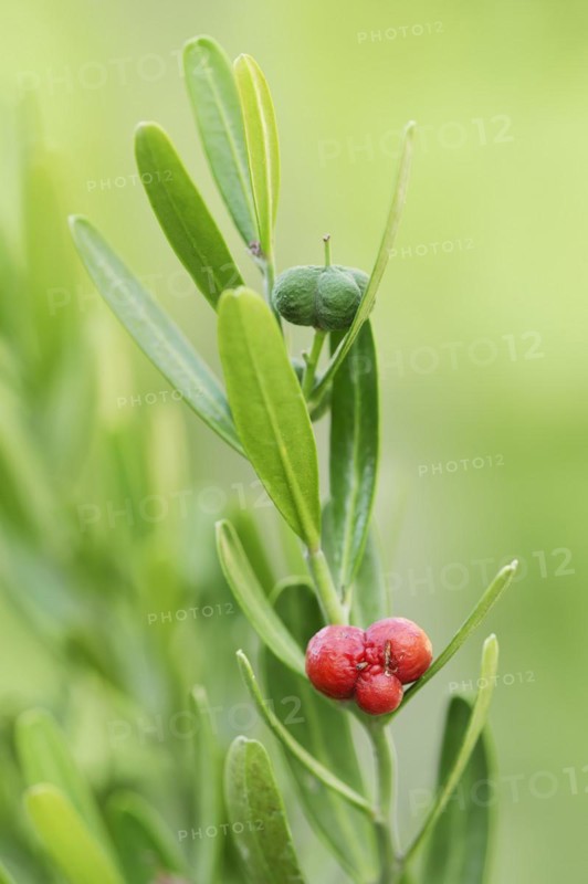 Dwarf olive tree (Cneorum tricoccon), leaves and fruit, Provence, France, Europe