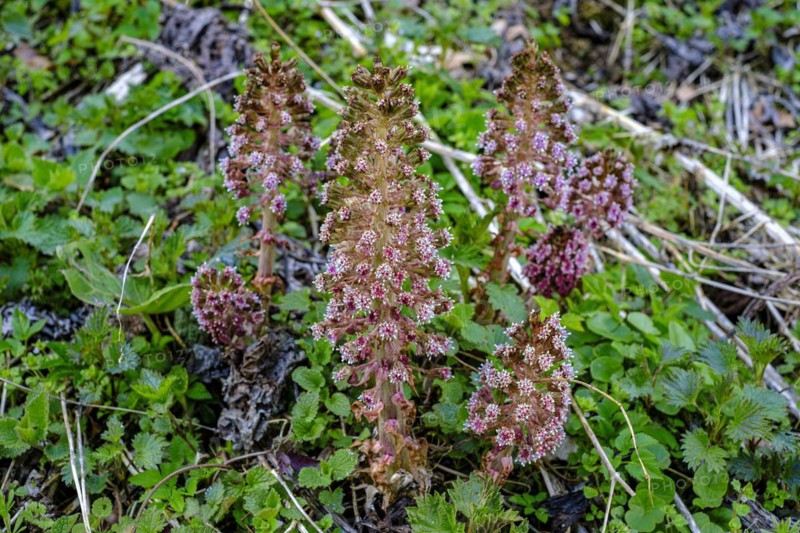 Flowering specimens of common butterbur, also known as red butterbur, brook butterbur, Petasites hybridus, Grosses Lautertal near Lauterach, Munderkingen, Baden-Wuerttemberg, Germany, Europe