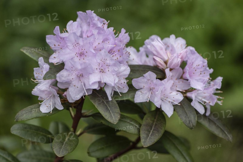 Rhododendron blossom (Rhododendron Pink Pompon), Emsland, Lower Saxony, Germany, Europe