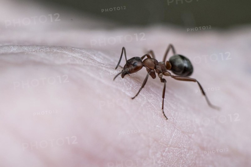Red wood ant (Formica rubra), Emsland, Lower Saxony, Germany, Europe