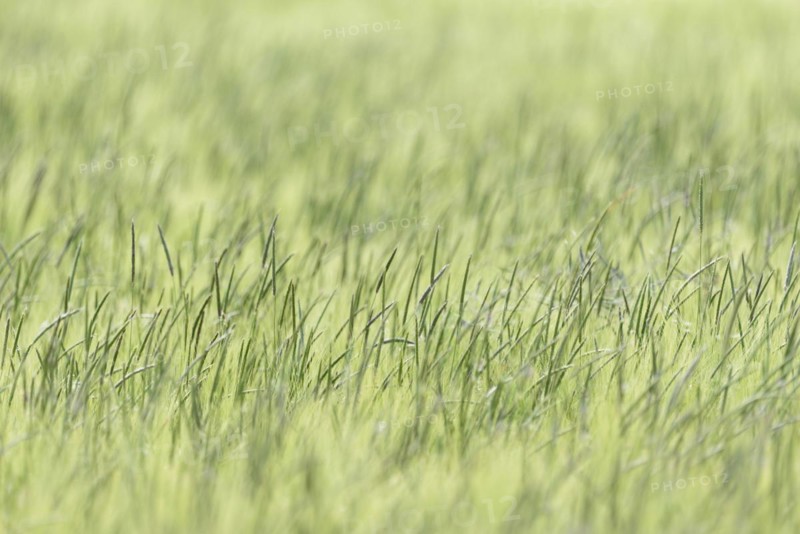 Foxtail grass (Alopecurus) in a green cereal field, North Rhine-Westphalia, Germany, Europe
