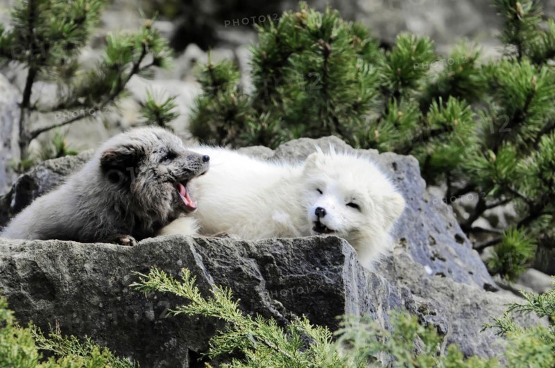 Arctic foxes (Alopex lagopus), Tierpark, Captive, A white and a dark dog resting together on a rock, Tierpark, Baden-Wuerttemberg, Germany, Europe