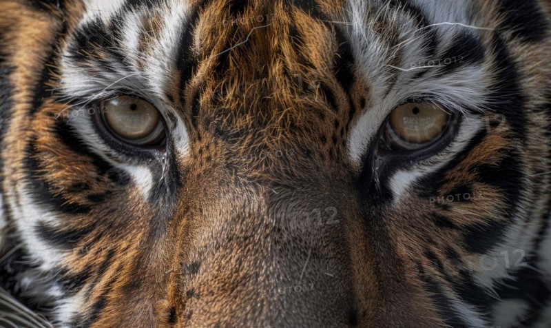 Close-up of a captive Bengal-Siberian tiger AI generated