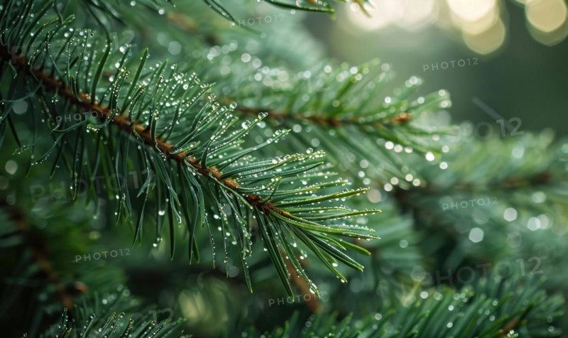 Close-up of pine needles covered in morning dew AI generated