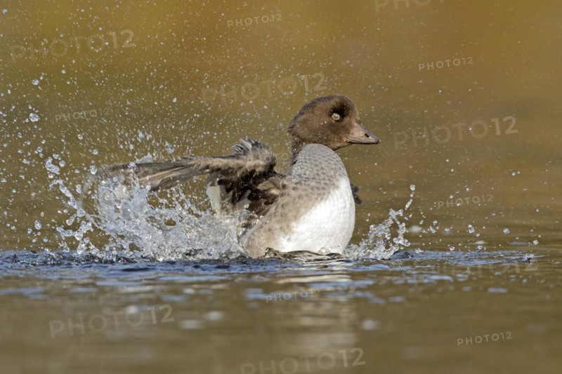 Goldeneye (bucephala clangula), female splashing when toiletting, Gaspesie conservation park, province of Quebec, Canada, North America