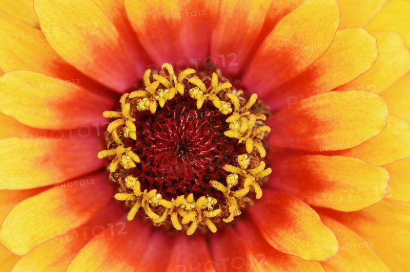 Zinnia 'Sombrero' (Zinnia elegans, Zinnia violacea), detail of flower, ornamental plant, North Rhine-Westphalia, Germany, Europe