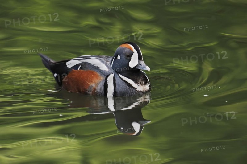 Harlequin duck (Histrionicus histrionicus), male, captive, Lower Saxony, Germany, Europe