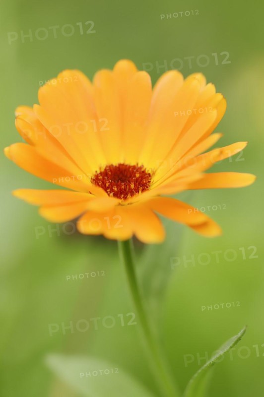 Marigold or garden marigold (Calendula officinalis), flower, North Rhine-Westphalia Germany