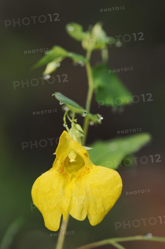 Greater balsam (Impatiens noli-tangere), flowering, North Rhine-Westphalia, Germany, Europe